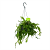Rhipsalis Elliptica - In Hangpot - P17 H40 - Kamerplant