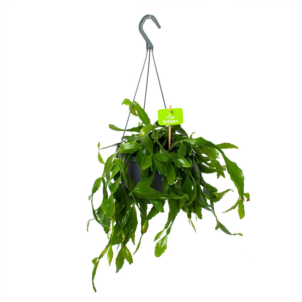 Rhipsalis Elliptica - In Hangpot - P17 H40 - Kamerplant 1 Rhipsalis Elliptica - In Hangpot - P17 H40 - Kamerplant