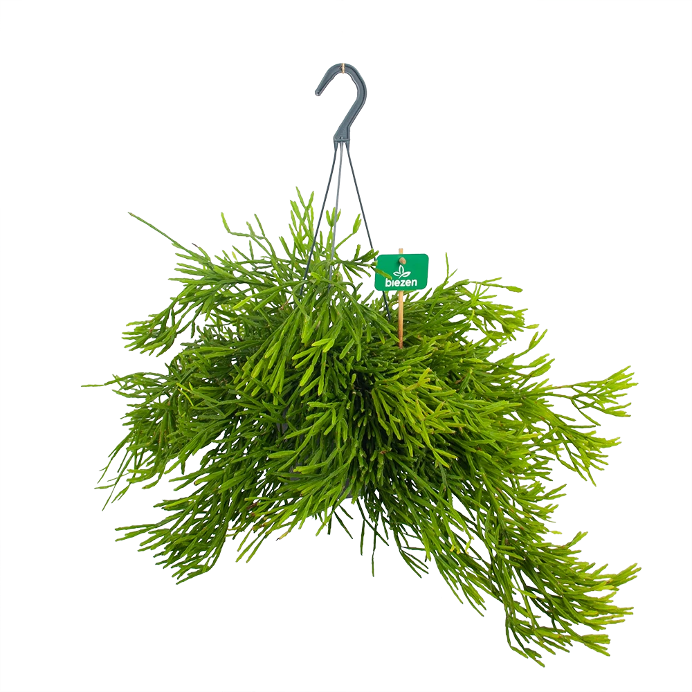 Rhipsalis Ewaldiana - In Hangpot - P17 H40 - Kamerplant 1 Rhipsalis Ewaldiana - In Hangpot - P17 H40 - Kamerplant