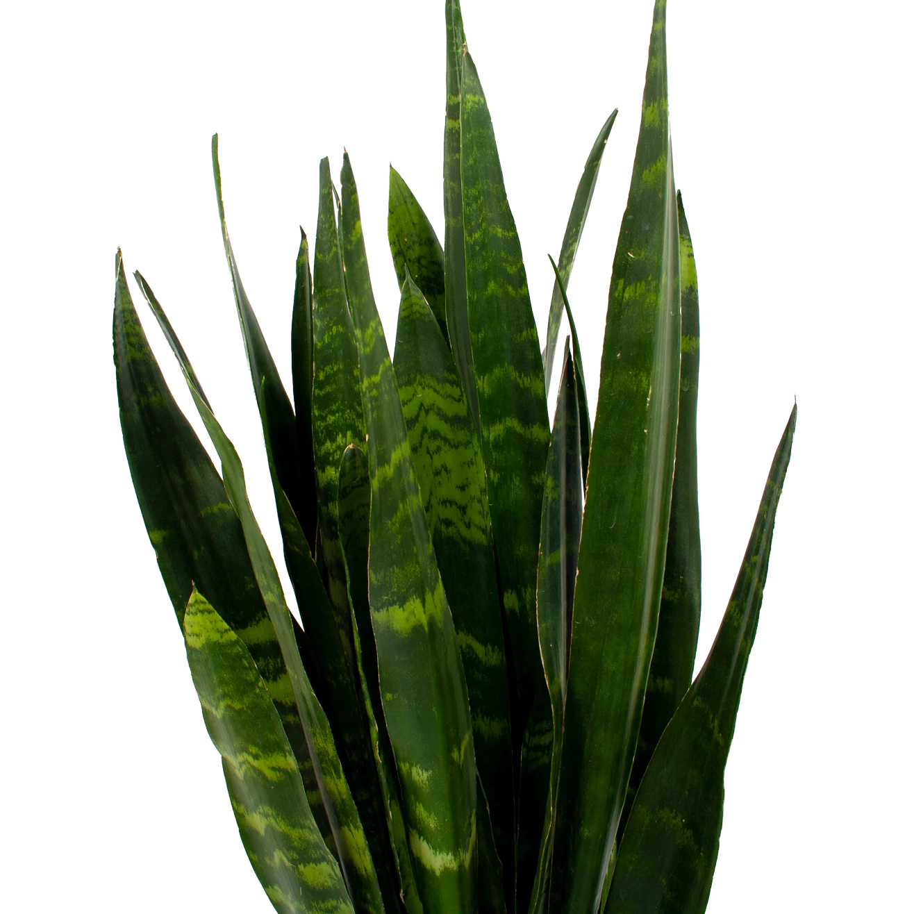 Sansevieria Black Coral - Vrouwentong - P21 H80 - Kamerplant - Afbeelding 2