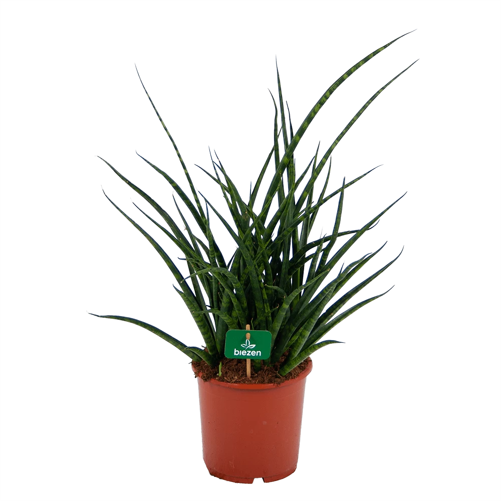 Sansevieria Fernwoord Punk - Vrouwentong - P17 H60 - Kamerplant 1 Sansevieria Fernwoord Punk - Vrouwentong - P17 H60 - Kamerplant