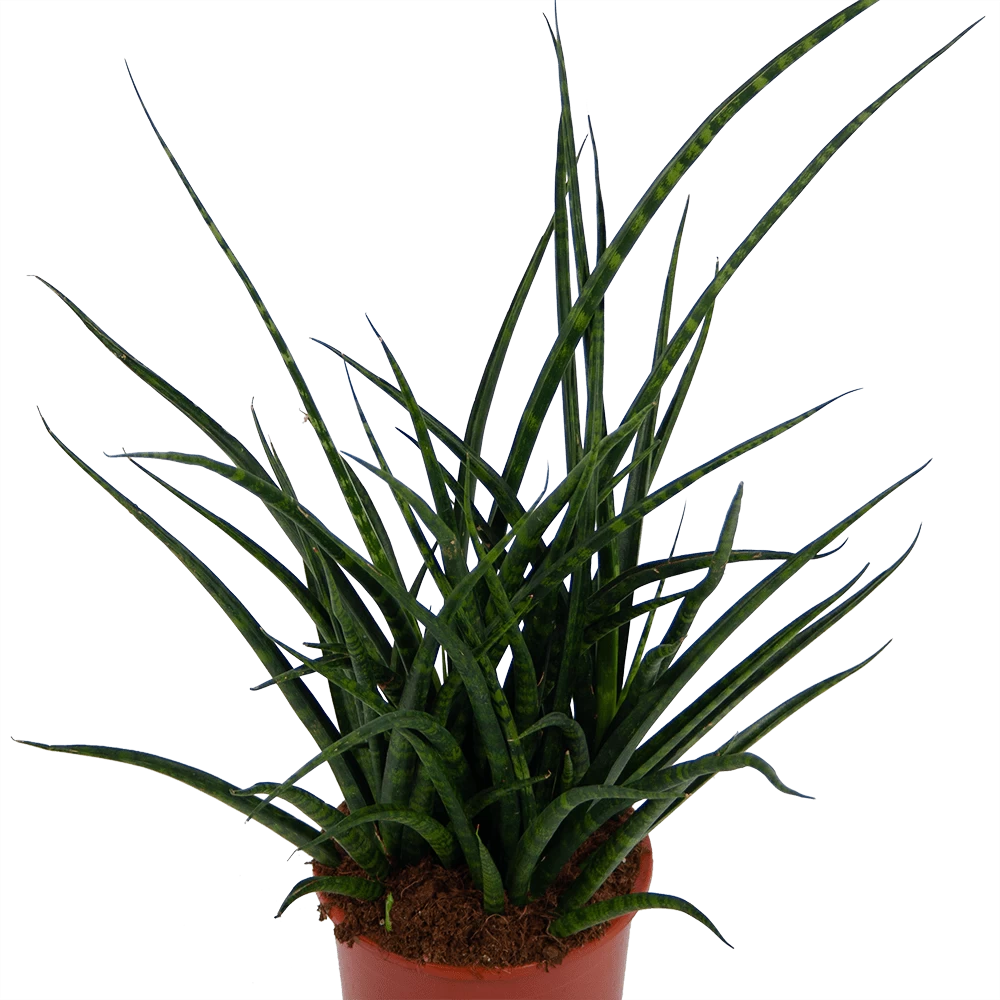 Sansevieria Fernwoord Punk - Vrouwentong - P17 H60 - Kamerplant 2 Sansevieria Fernwoord Punk - Vrouwentong - P17 H60 - Kamerplant - Afbeelding 2
