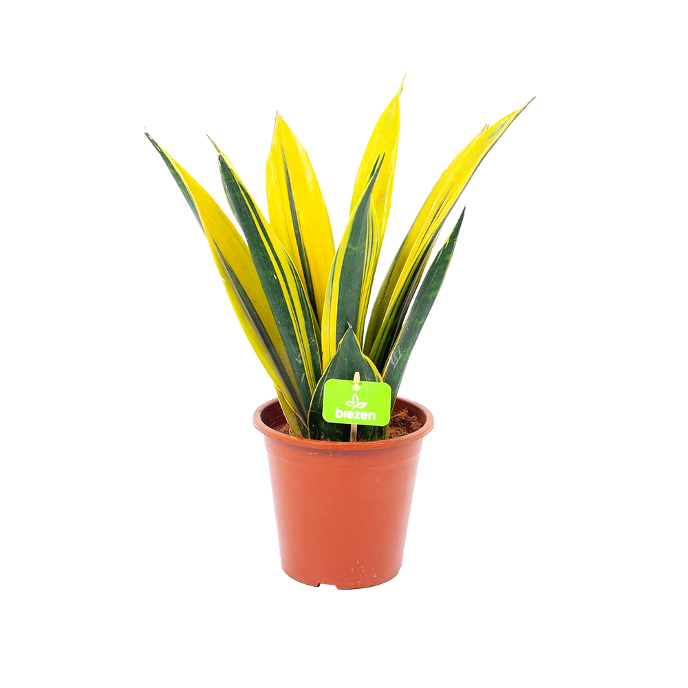 Sansevieria Gold Flame - Vrouwentong - P17 H50 - Kamerplant 1 Sansevieria Gold Flame - Vrouwentong - P17 H50 - Kamerplant