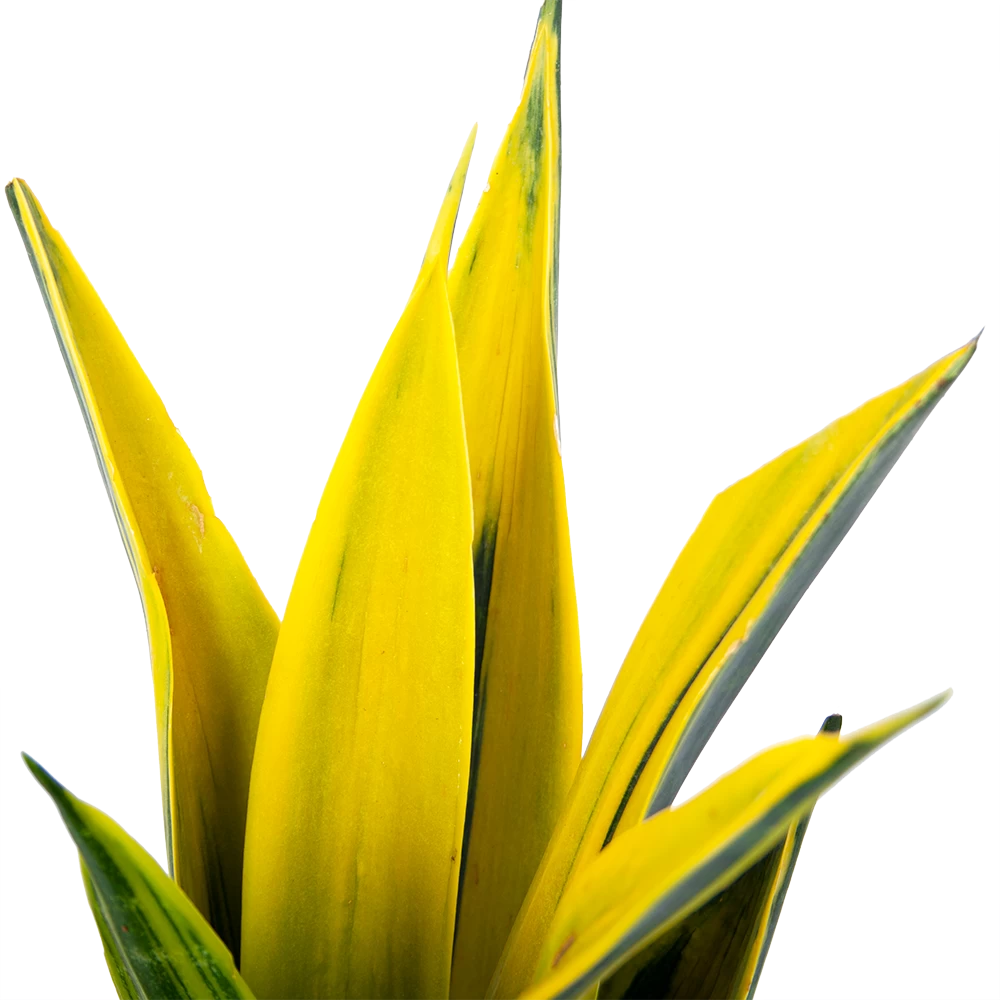 Sansevieria Gold Flame - Vrouwentong - P17 H50 - Kamerplant 2 Sansevieria Gold Flame - Vrouwentong - P17 H50 - Kamerplant - Afbeelding 2