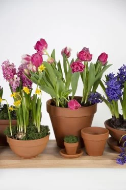 Groene Tuin Verkoop -Groene Tuin Verkoop saucer sottovaso 87411rz d41h5 schaal 6 8