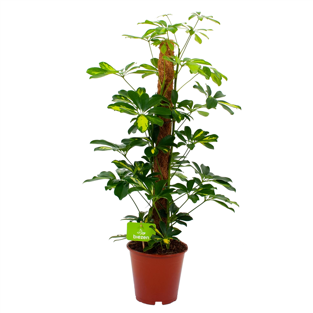 Schefflera Arboricola Gold Capella Mosstok - Vingerboom - P19 H75 - Kamerplant 1 Schefflera Arboricola Gold Capella Mosstok - Vingerboom - P19 H75 - Kamerplant