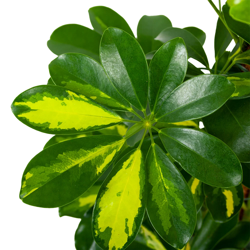 Schefflera Arboricola Gold Capella Mosstok - Vingerboom - P19 H75 - Kamerplant 2 Schefflera Arboricola Gold Capella Mosstok - Vingerboom - P19 H75 - Kamerplant - Afbeelding 2