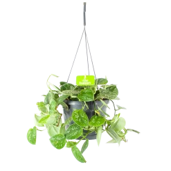 Scindapsus Pictus Argyraeus - Epipremnum - In Hangpot - P17 H40 - Kamerplant
