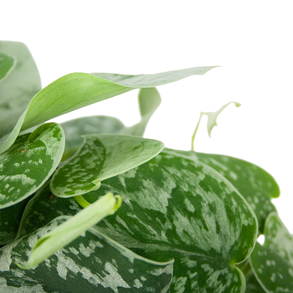 Scindapsus Pictus Silvery Ann - Epipremnum - In Hangpot - P15 H30 - Kamerplant - Afbeelding 2