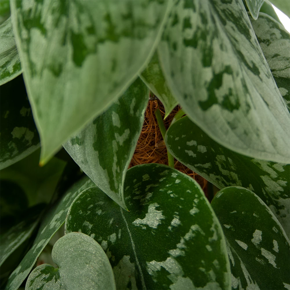 Scindapsus Pictus Silvery Ann Op Mosstok - Epipremnum - P15 H60 - Kamerplant 2 Scindapsus Pictus Silvery Ann Op Mosstok - Epipremnum - P15 H60 - Kamerplant - Afbeelding 2