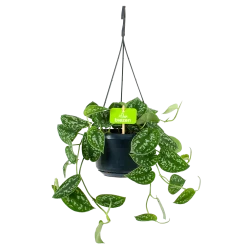 Groene Tuin Verkoop 19 Scindapsus Pictus Trebie - Epipremnum - In Hangpot - P15 H20 - Kamerplant