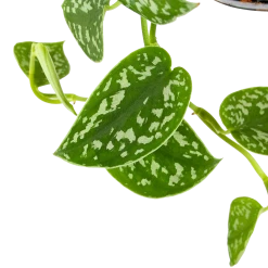 Scindapsus Pictus Trebie - Epipremnum - In Hangpot - P15 H20 - Kamerplant -Groene Tuin Verkoop scindapsus pictus trebie epipremnum in hangpot p15 6 1