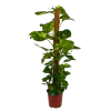 Scindapsus Pinnatum Aureum Op Mosstok - Epipremnum - P27 H150 - Kamerplant