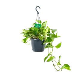 Scindapsus Pinnatum Marble Queen - Epipremnum - Hangpot - P17 H35 - Kamerplant