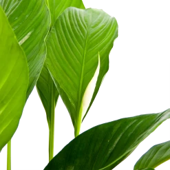 Spathiphyllum Wallisii - Lepelplant - P19 H80 Wit - Kamerplant -Groene Tuin Verkoop spathiphyllum wallisii lepelplant p19 h80 wit 6