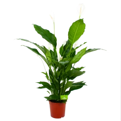 Spathiphyllum Wallisii - Lepelplant - P24 H120 Wit - Kamerplant
