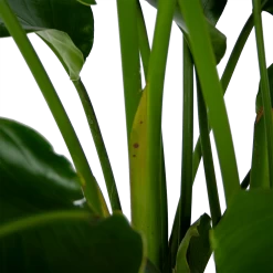 Strelitzia Nicolai - Paradijsvogelpant - P32,5 H165 - Kamerplant -Groene Tuin Verkoop strelitzia nicolai paradijsvogelpant p32 5 h165 6