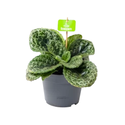 Streptocarpus Pretty Turtle - Schildpad Plant - P17 H35 - Kamerplant