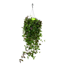 Groene Tuin Verkoop 24 Tradescantia Green Hill - Vaderplant - In Hangpot - P17 H35 - Kamerplant