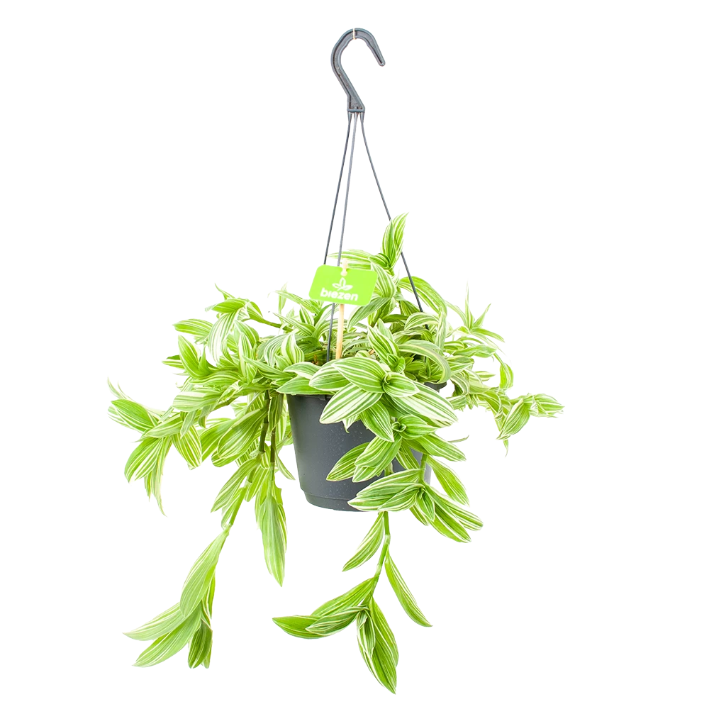Tradescantia Ivory Hill - Vaderplant - In Hangpot - P17 H40 - Kamerplant