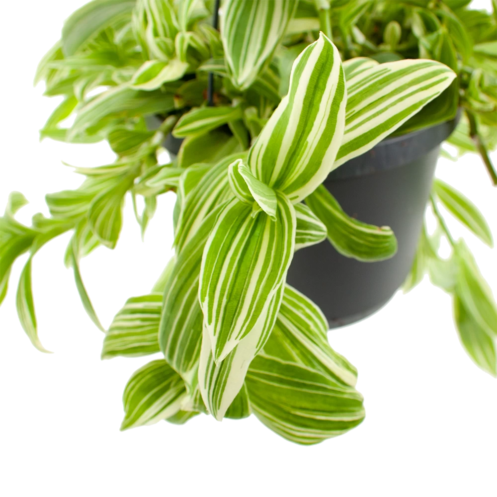 Tradescantia Ivory Hill - Vaderplant - In Hangpot - P17 H40 - Kamerplant - Afbeelding 2