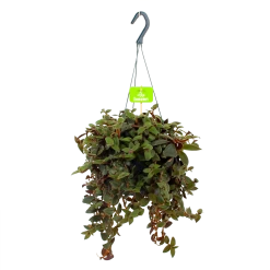 Groene Tuin Verkoop 17 Tradescantia Sillamotara Brownhill - Vaderplant - In Hangpot - P17 H40 - Kamerplant