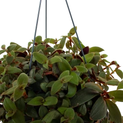 Groene Tuin Verkoop -Groene Tuin Verkoop tradescantia sillamotara brownhill p17 h40 5