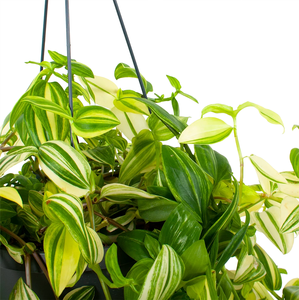 Tradescantia Yellow Hill - Vaderplant - In Hangpot - P17 H40 - Kamerplant 2 Tradescantia Yellow Hill - Vaderplant - In Hangpot - P17 H40 - Kamerplant - Afbeelding 2