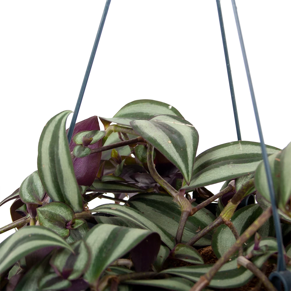 Tradescantia Zebrina - Vaderplant - In Hangpot - P17 H40 - Kamerplant 2 Tradescantia Zebrina - Vaderplant - In Hangpot - P17 H40 - Kamerplant - Afbeelding 2
