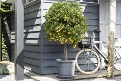 Plantenschotel Elho Universeel Rond 48cm - Antraciet -Groene Tuin Verkoop universele schotel rond 48cm schotel antraciet 7 13