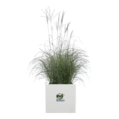 Elho Vivo Next Vierkant Wielen 40cm - Wit -Groene Tuin Verkoop vivo next vierkant wielen 40cm wit 5 1