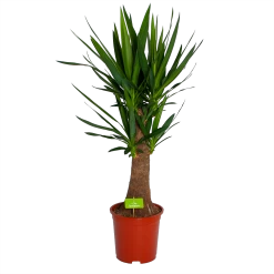 Yucca Inca Tree - Palmlelie - P27 H110 - Kamerplant