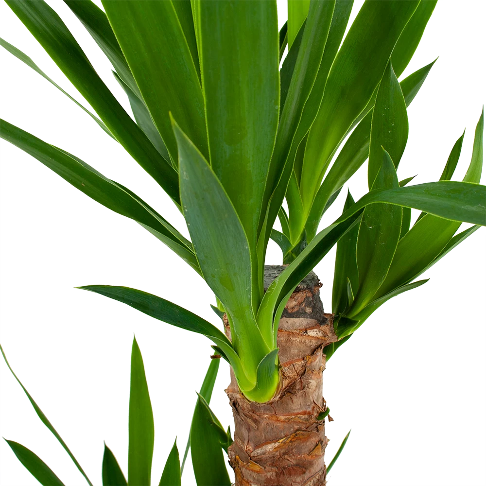 Yucca - Palmlelie - P17 H70 - Kamerplant 2 Yucca - Palmlelie - P17 H70 - Kamerplant - Afbeelding 2