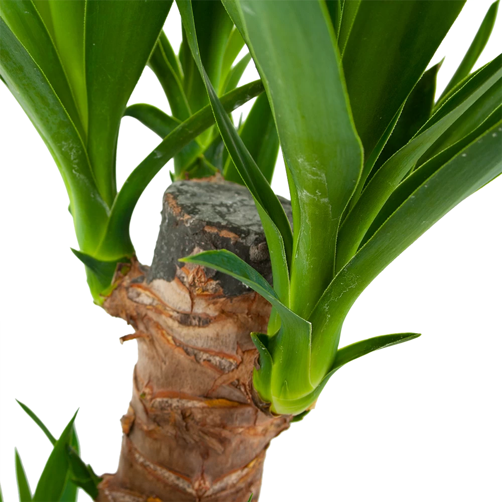 Yucca - Palmlelie - P17 H70 - Kamerplant 3 Yucca - Palmlelie - P17 H70 - Kamerplant - Afbeelding 3