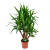 Yucca - Vertakt - Palmlelie - P24 H100 - Kamerplant
