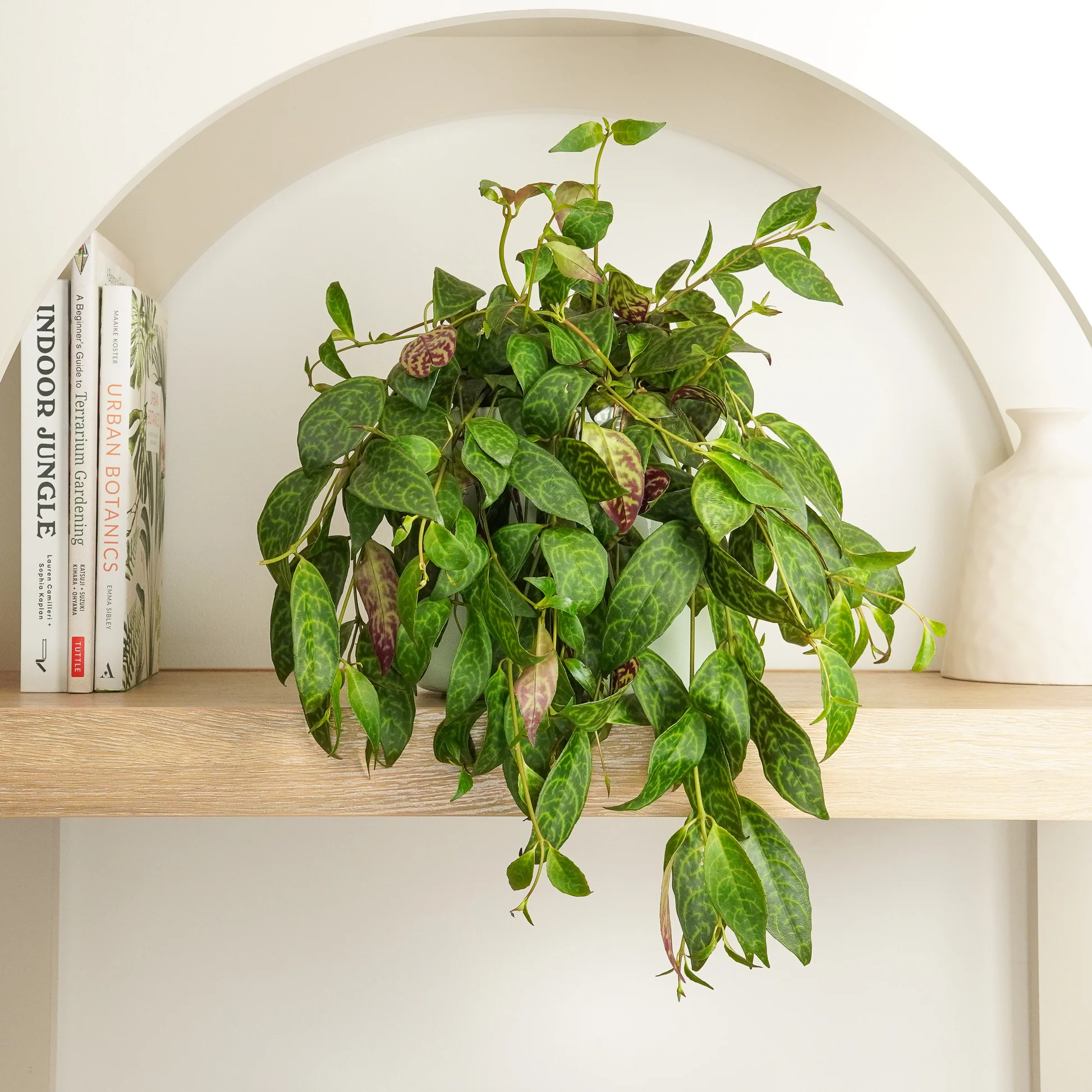 Groene Tuin Verkoop 3 Groene Tuin Verkoop -Groene Tuin Verkoop DSC03327