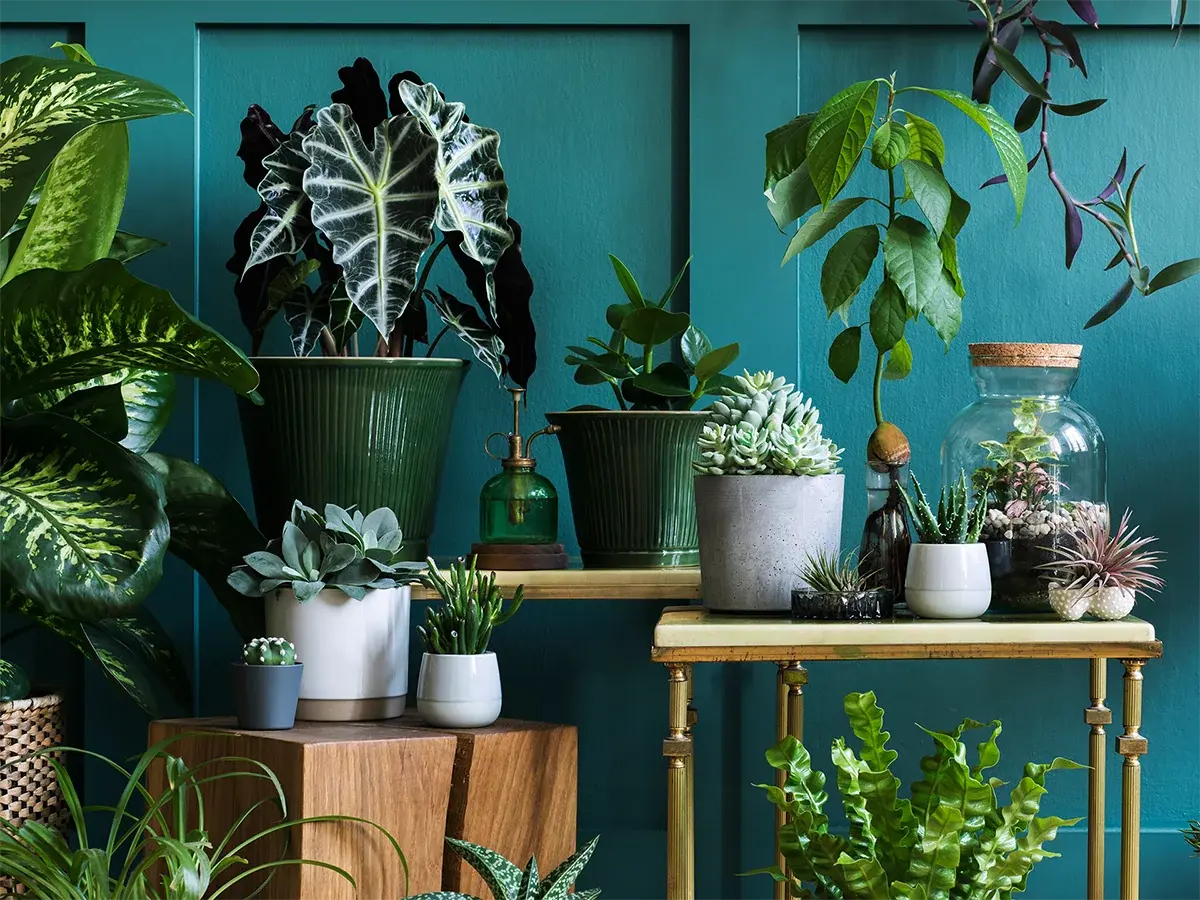 Groene Tuin Verkoop -Groene Tuin Verkoop kamerplanten kopen